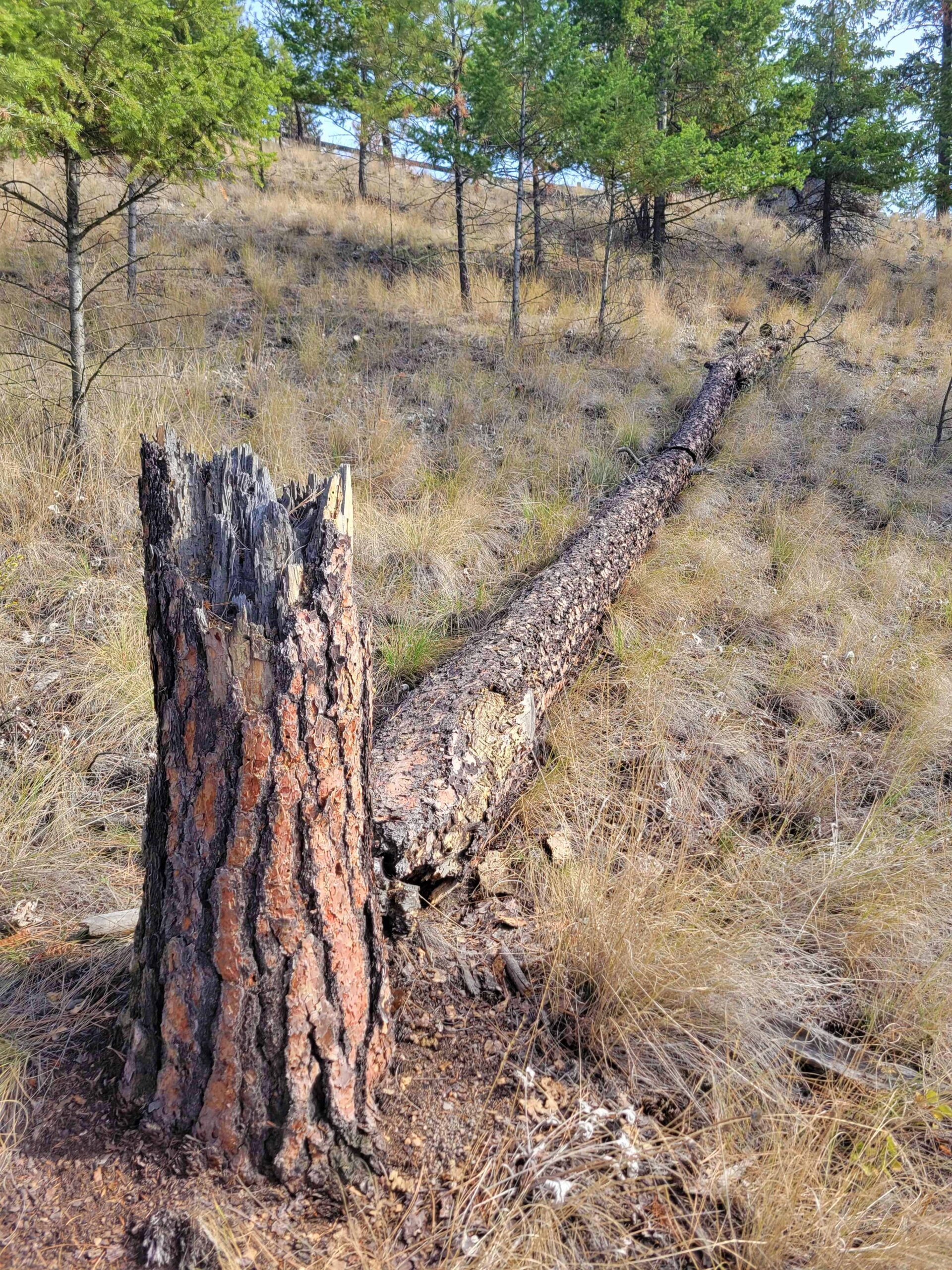 Broken and fallen ponderosa pine tree on a dry grassy hillside at Knox Mountain Park