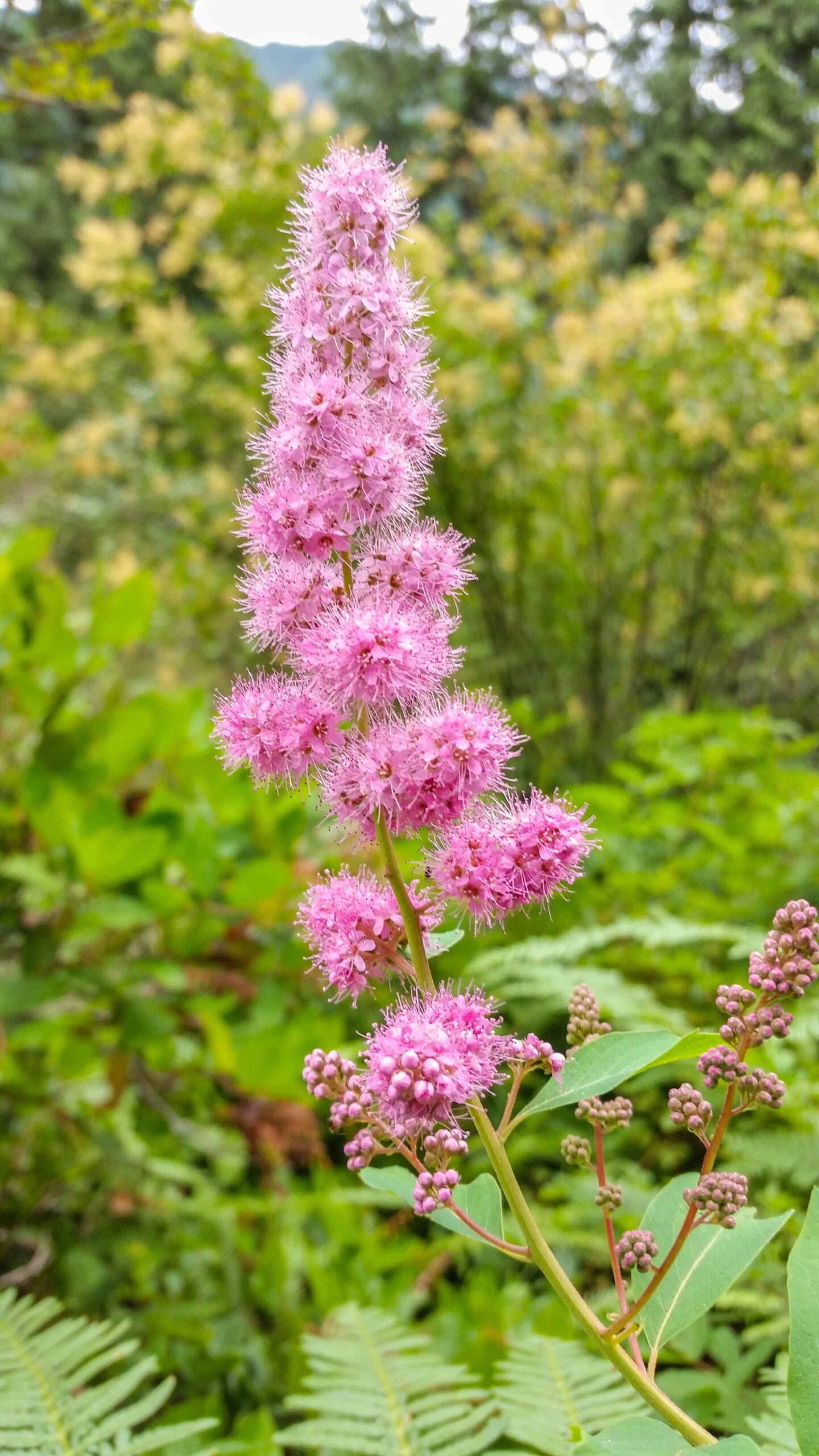 Douglas spirea or hardhack at Buntzen Lake