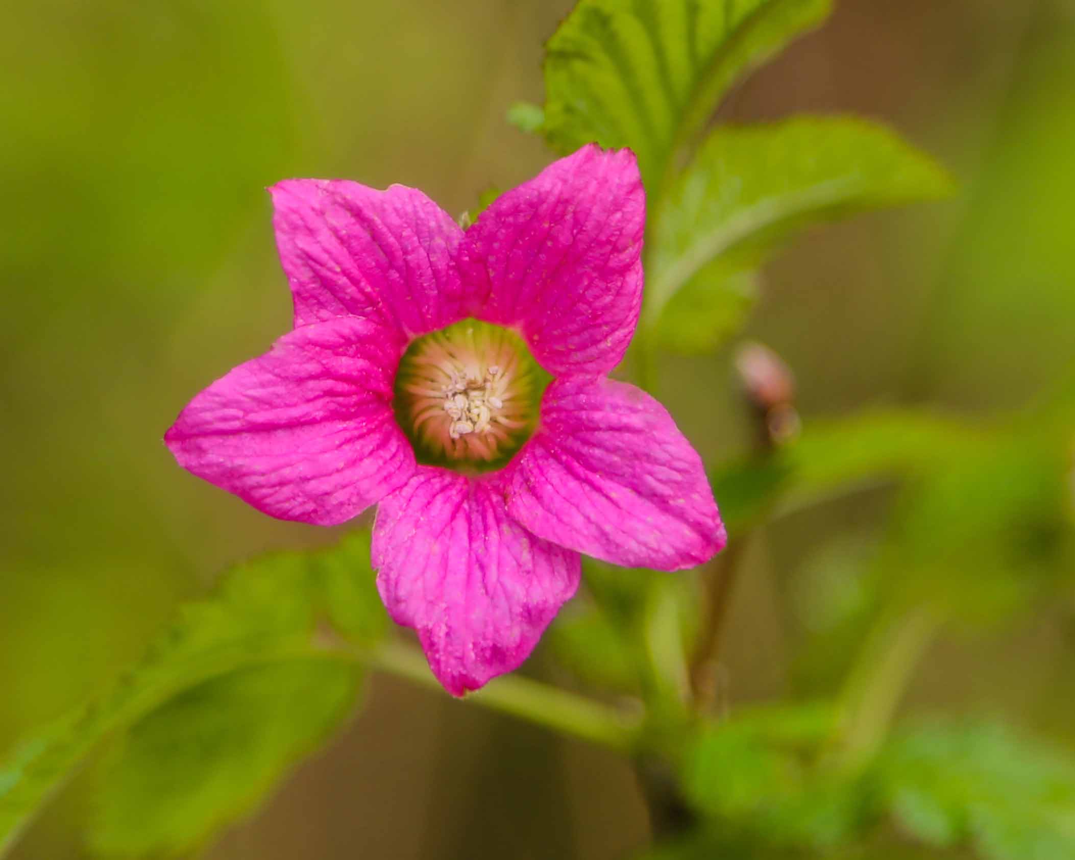 Salmonberry flower at Buntzen Lake