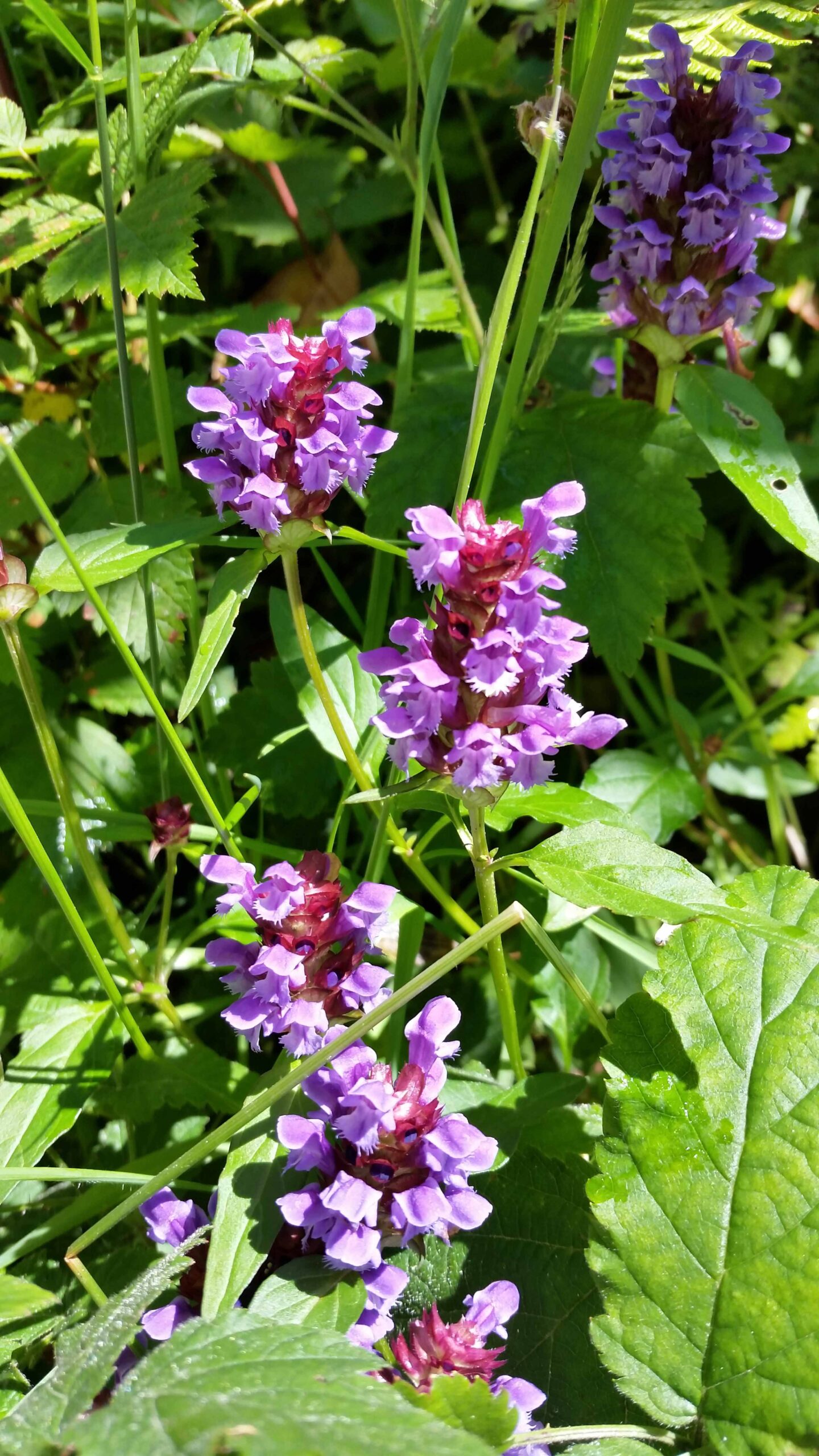 Self-heal or heal-all flowers at Buntzen Lake