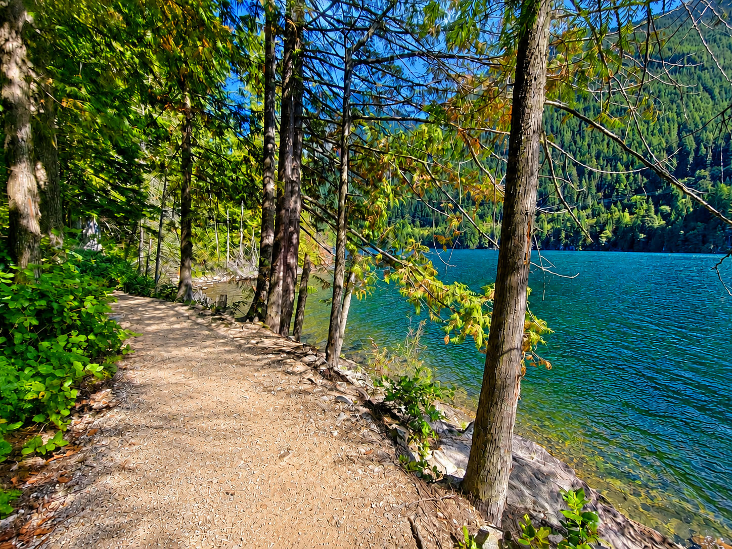 Sunlit forest trail beside Buntzen Lake