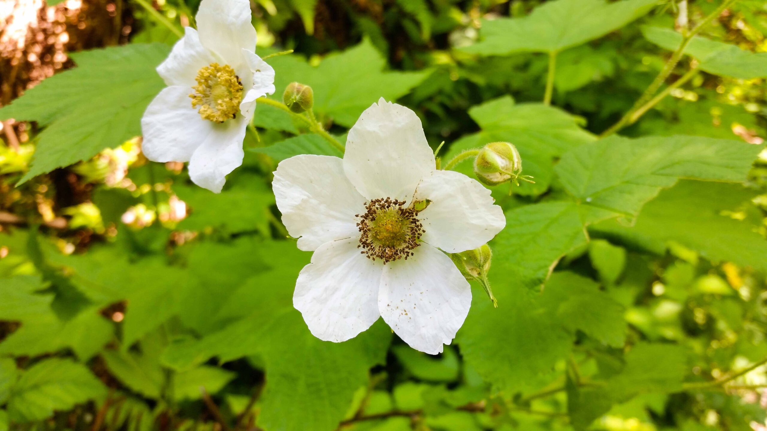 Thimbleberry flowers at Buntzen Lake