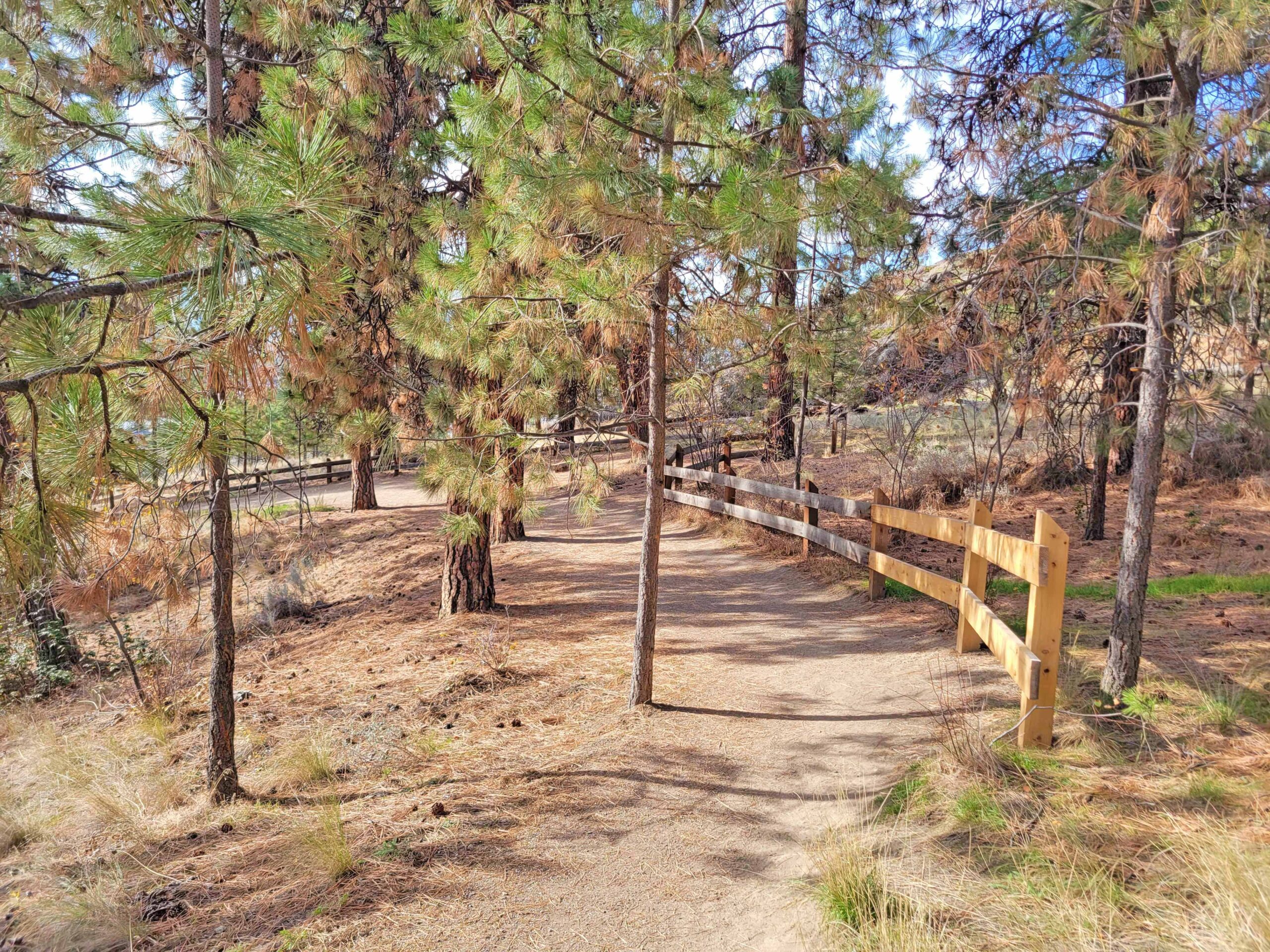 Apex Trail winding through ponderosa pine forest and wooden fencing at Knox Mountain Park