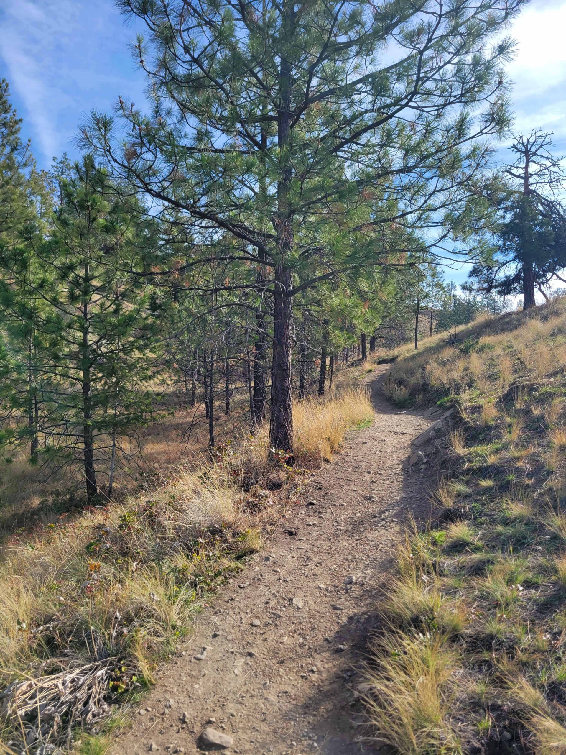 Narrow dirt path through ponderosa pine forest and dry grasslands on Knox Mountain