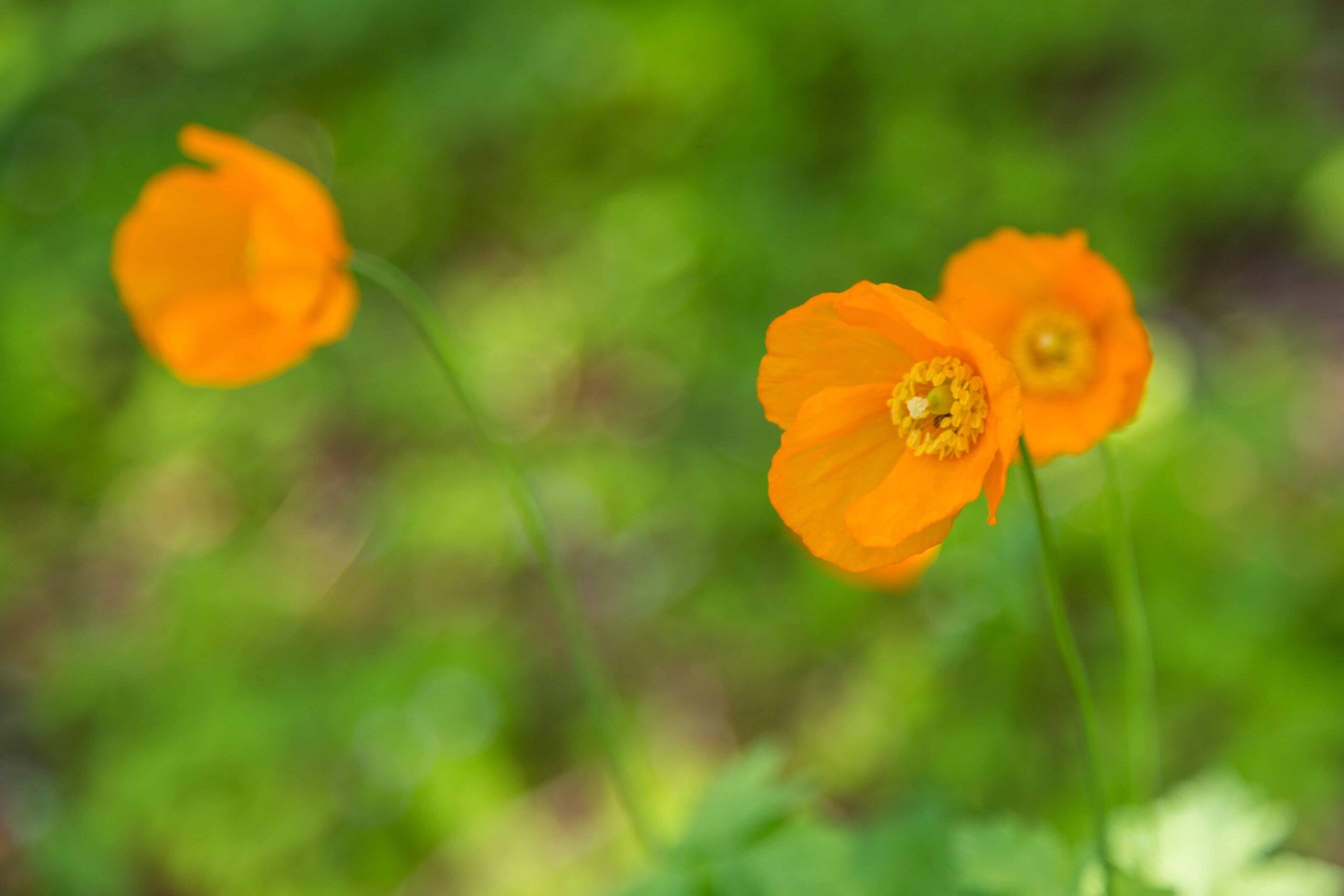 Welsh poppy flowers in the Buntzen Lake area