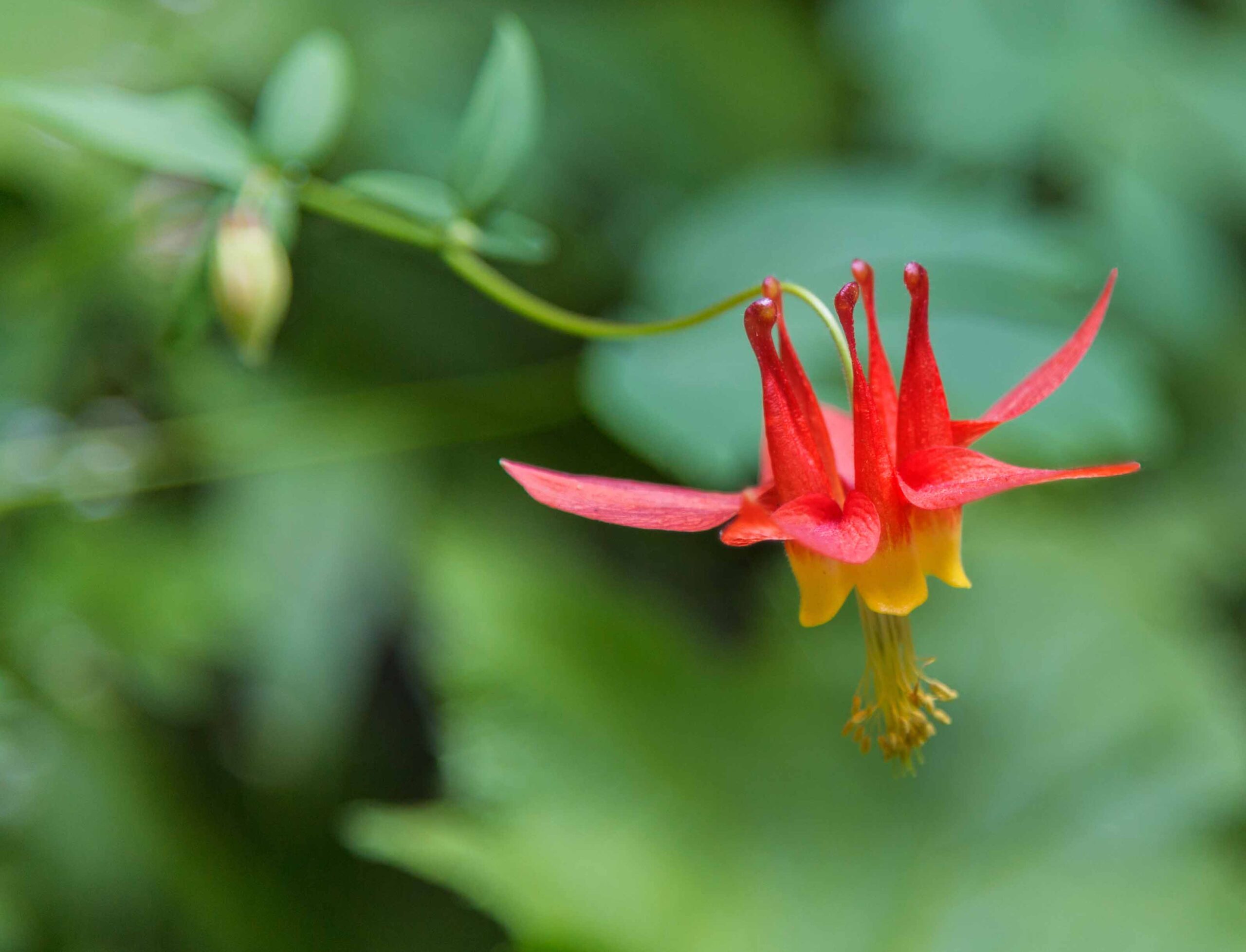 Western columbine at Buntzen Lake