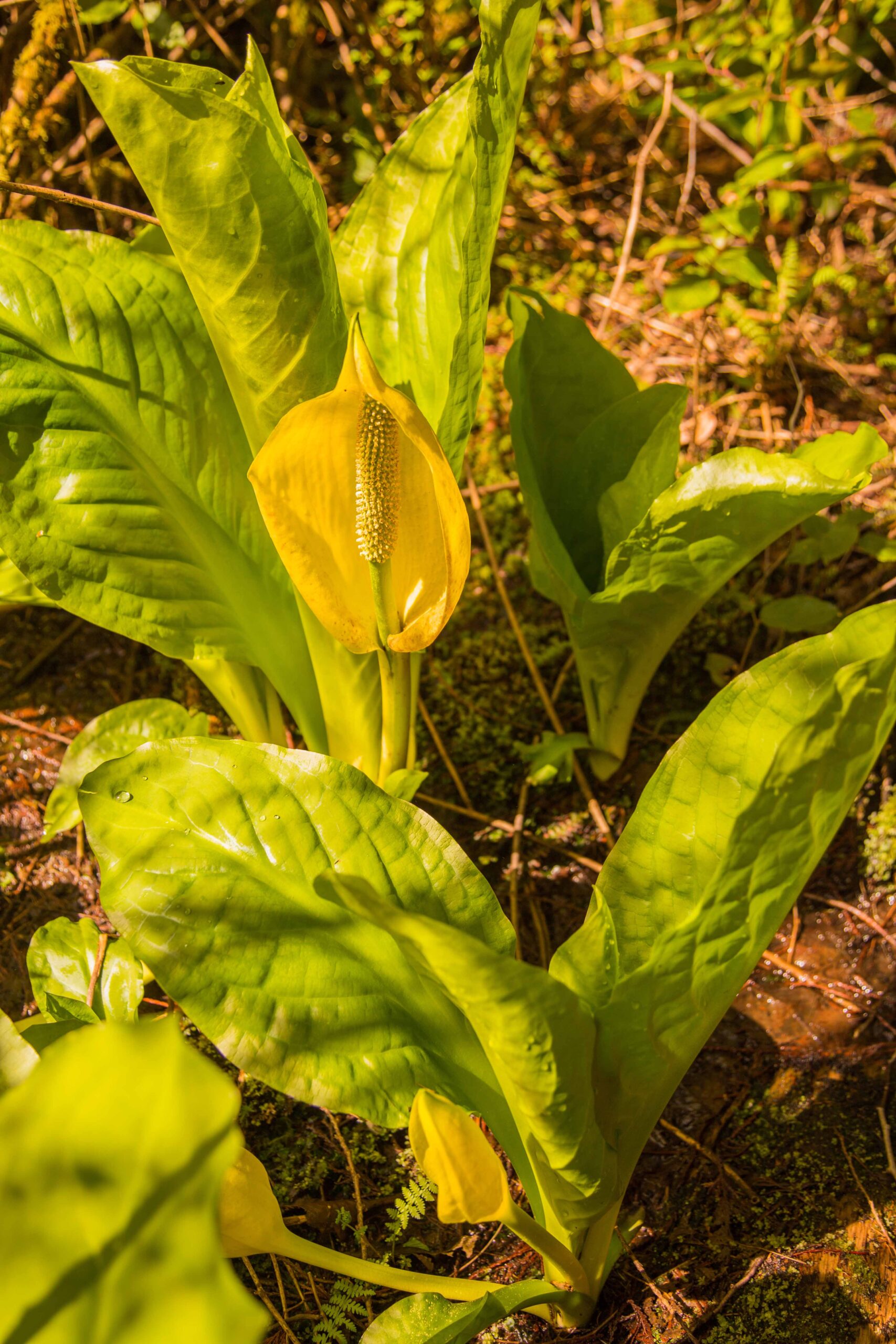 Western skunk cabbage at Buntzen Lake