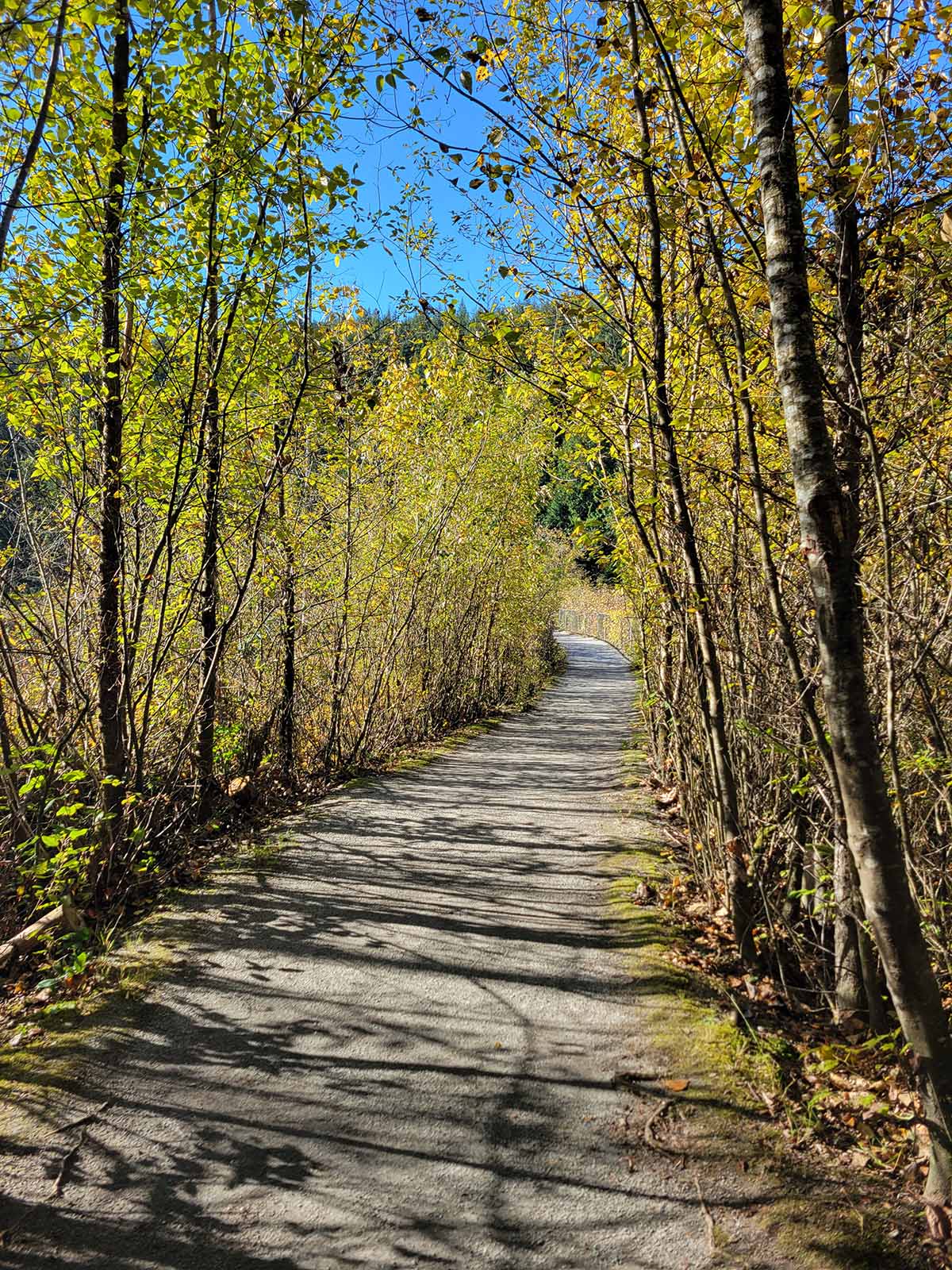 Tree-lined hiking path at Buntzen Lake in autumn