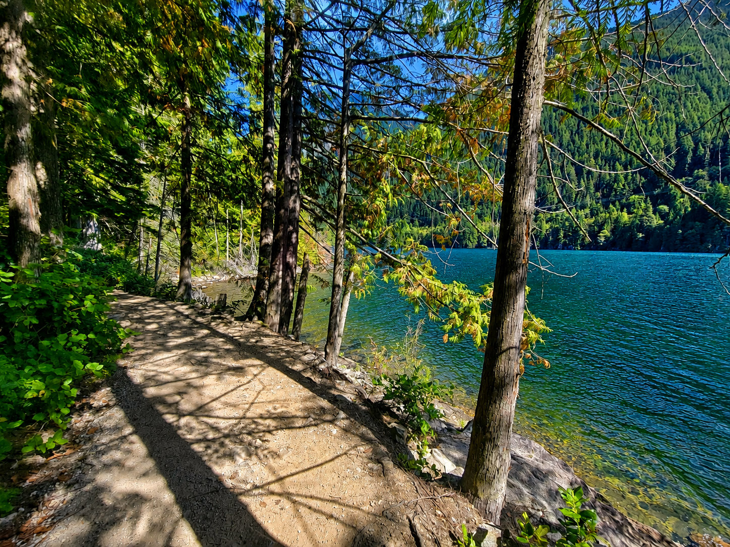 Established forest trail beside Buntzen Lake, surrounded by trees and shoreline vegetation