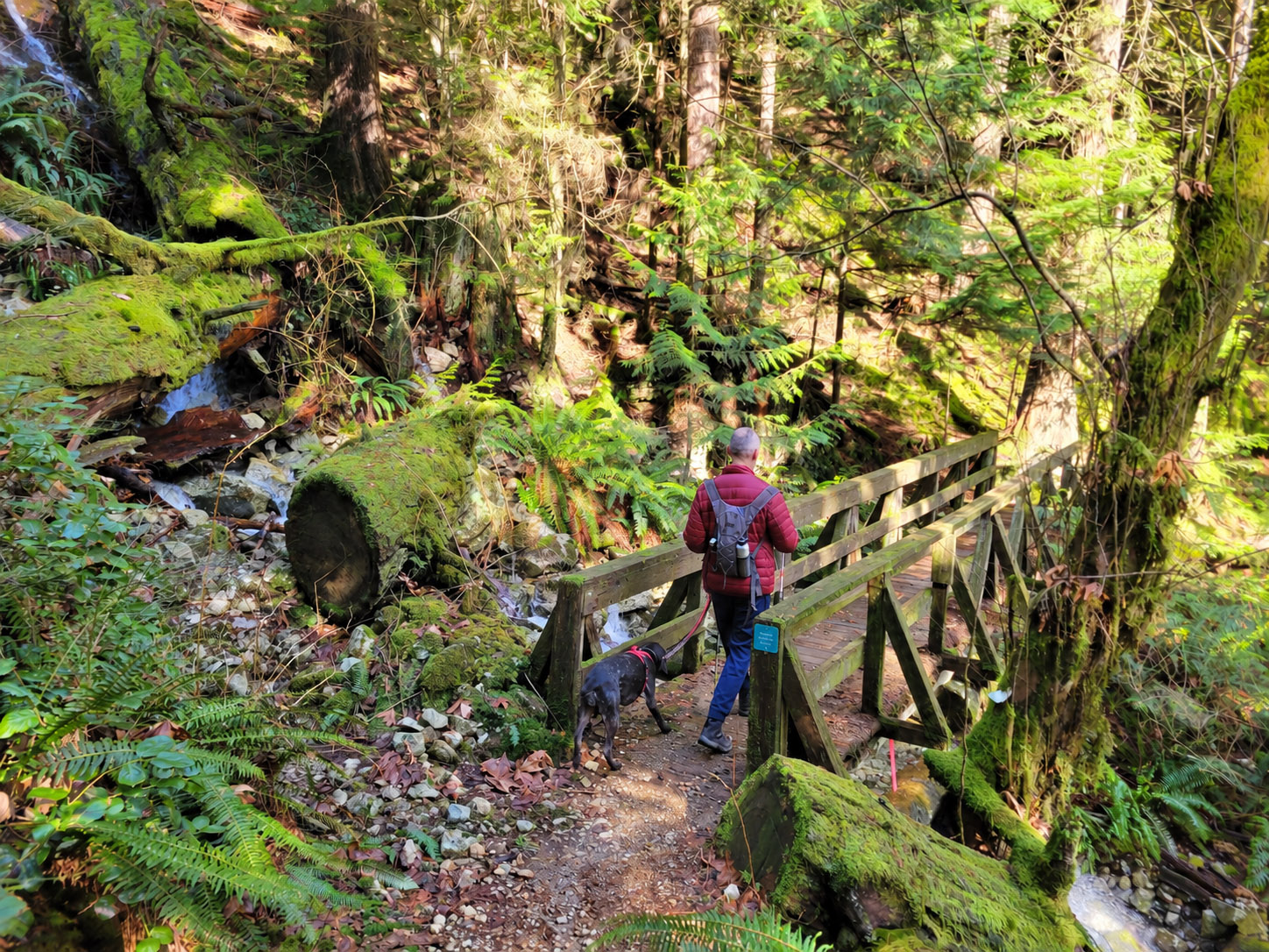 Hiker walking a leashed dog beside a wooden bridge through lush forest