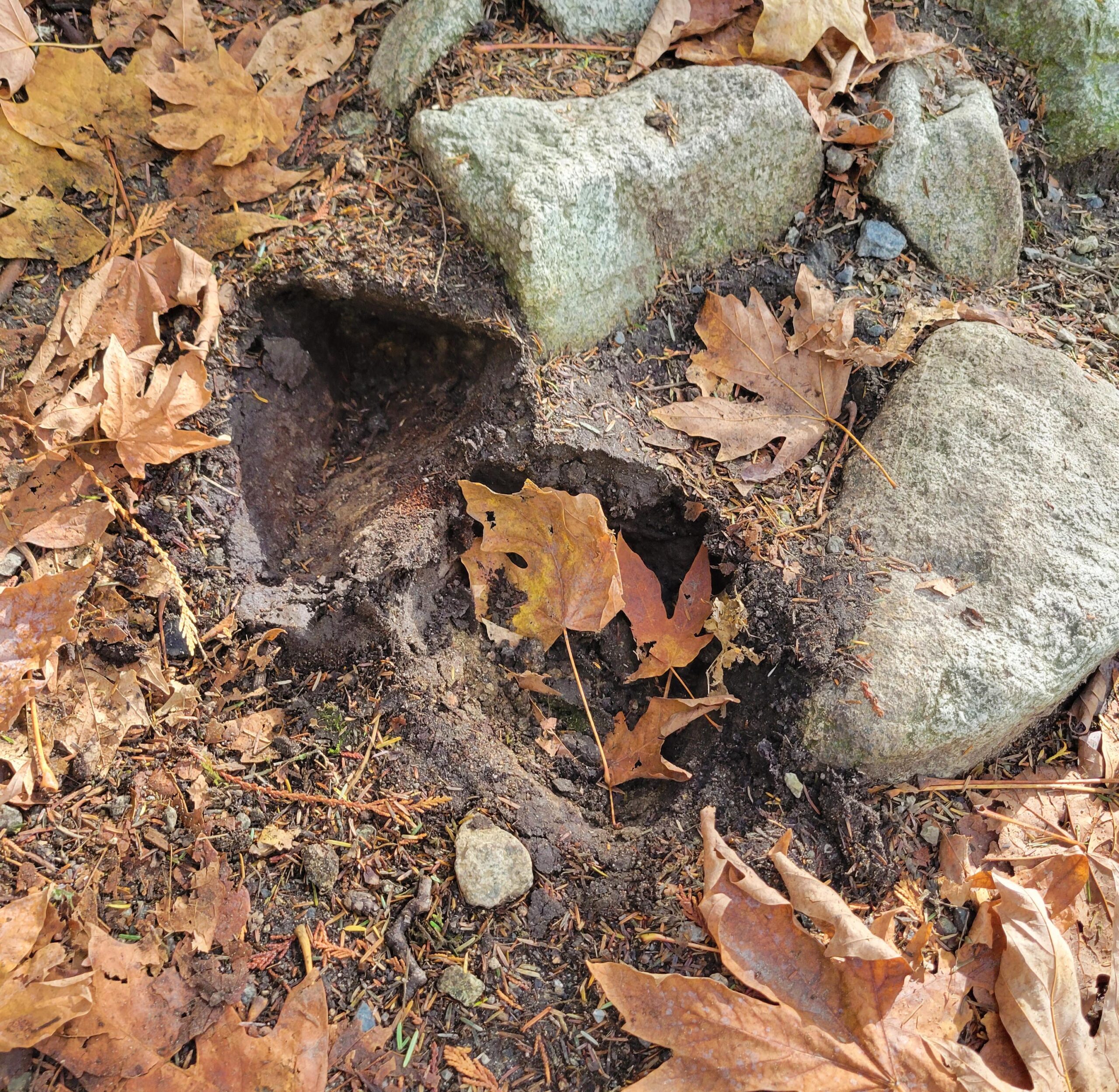 Deep irregular holes in a forest trail surface among embedded rocks and fallen leaves