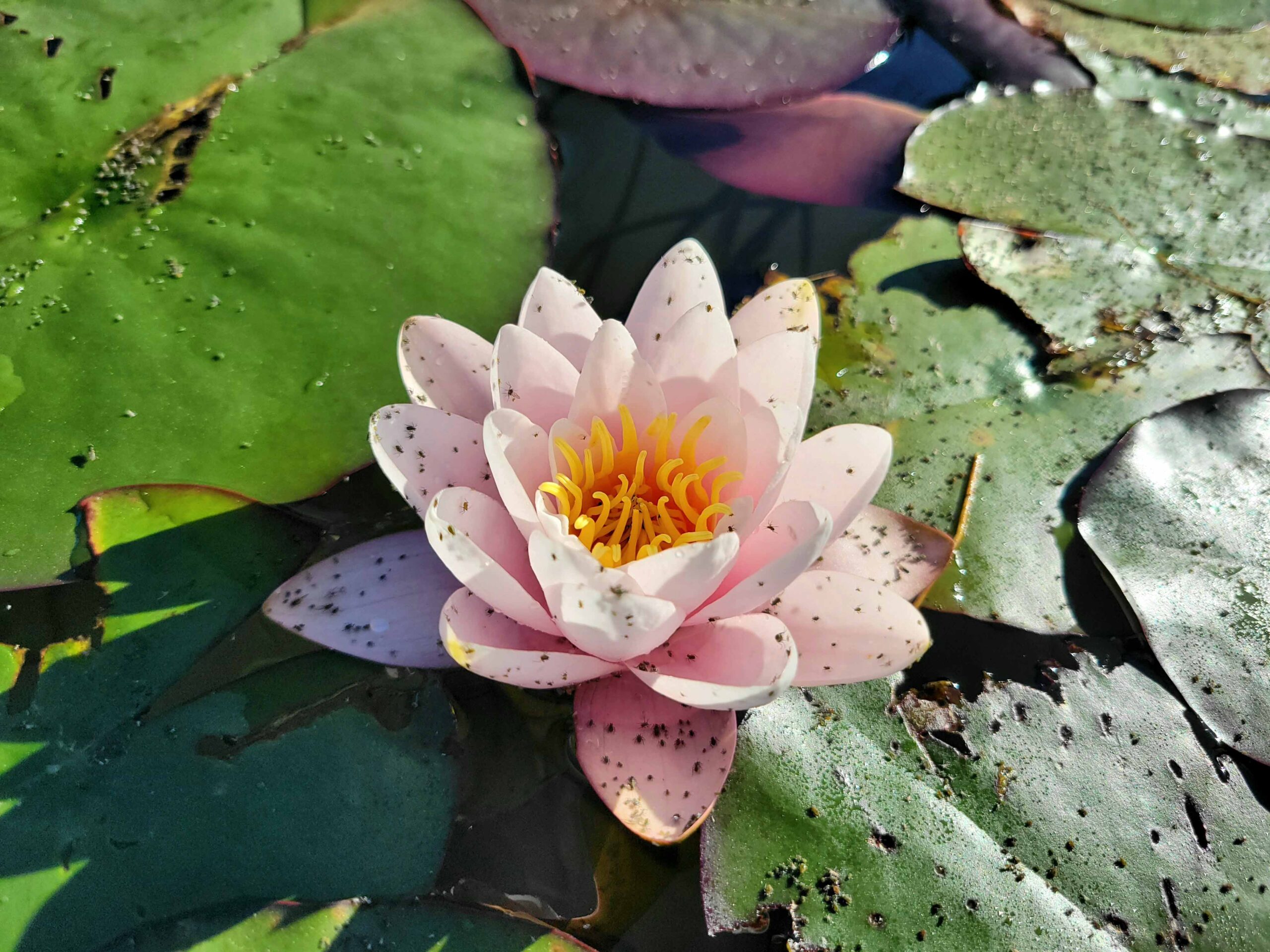 Water lily in the Buntzen Lake area