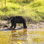 Be Bear Aware Be Bear Aware