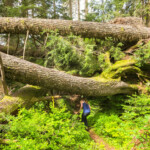 Blow downs Blow downs