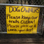 Dogs Dogs at Buntzen Lake