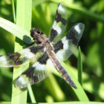 Dragonflies Dragonflies