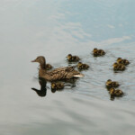 Ducklings Ducklings at Buntzen Lake