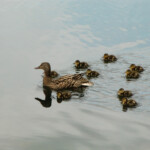 Ducklings at Buntzen Lake