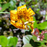 Flowers Flowers of Buntzen Lake