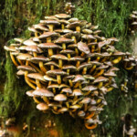 Fungi Fungi at Buntzen Lake