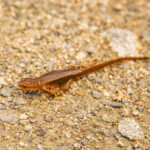 Rough Skinned Newt Rough Skinned Newt