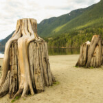 Tree Stumps Tree Stumps