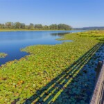 Burnaby Lake from Rowing Club