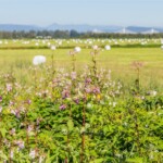 Farming fields